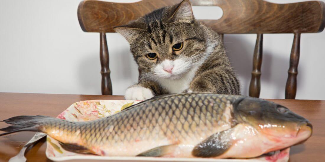 Mèo chán ăn do đâu, nguyên nhân và cách khắc phục biếng ăn cho mèo