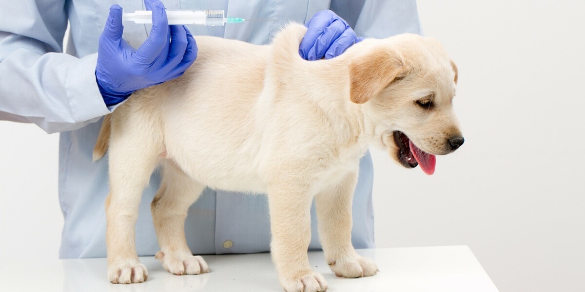 Bệnh parvo ở chó có nguy hiểm không? Cách điều trị và phòng tránh