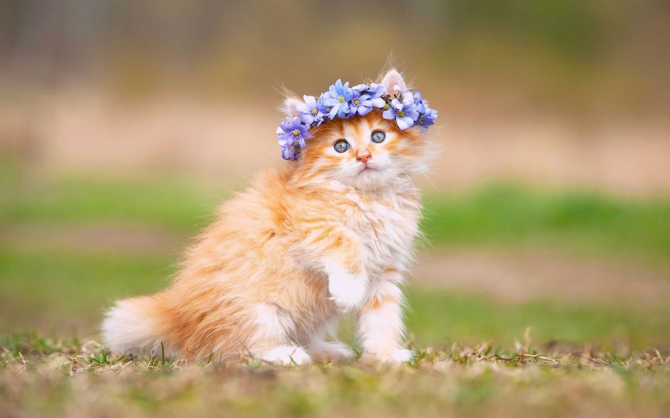 Điểm danh các giống mèo đẹp được nuôi nhiều nhất thế giới