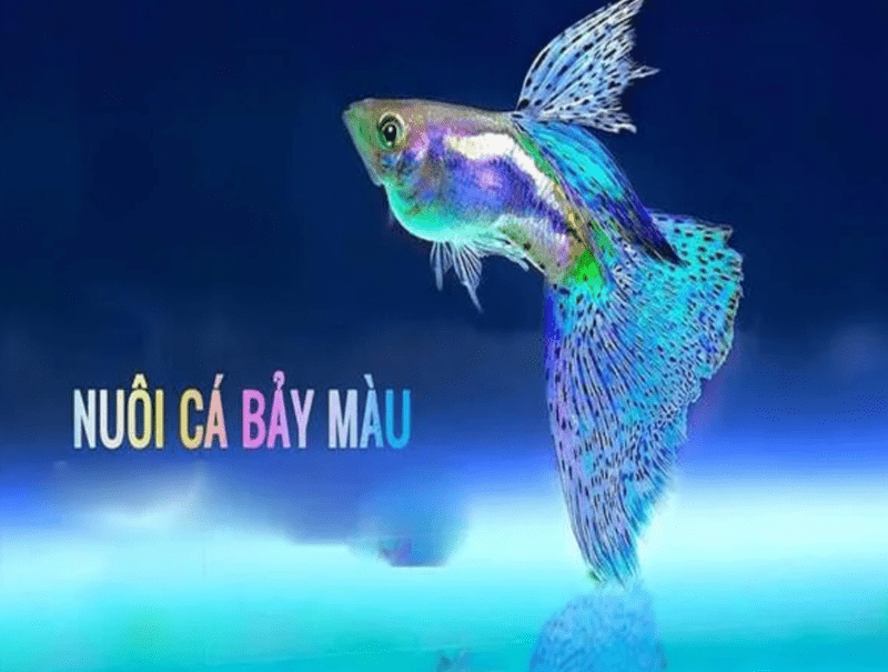 Cá bảy màu nổi bật với màu sắc phong phú và dáng đuôi đẹp mắt 