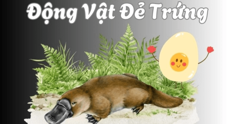 Khám phá động vật nào là loài có vú mà lại đẻ trứng?