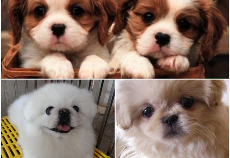 Ở phân khúc dưới 1 triệu, người mua thường gặp chó lai Nhật, chó lai Bắc Kinh, chó ta lai chó cảnh hoặc chó con sinh tại nhà. 