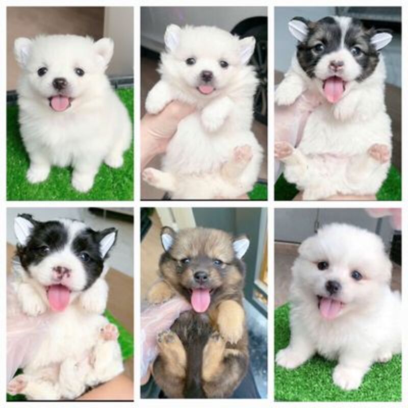 So sánh các mức giá dưới 500k, dưới 1 triệu, dưới 2 triệu và dưới 3 triệu giúp người mua hiểu rõ lựa chọn phù hợp. 