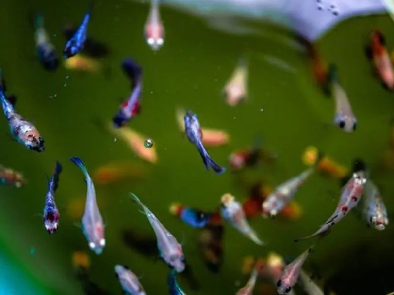 cach-nuoi-ca-betta-bot-1