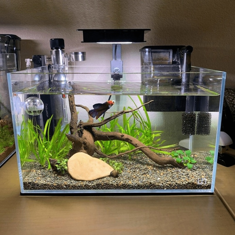 cach-nuoi-ca-betta-bot-2