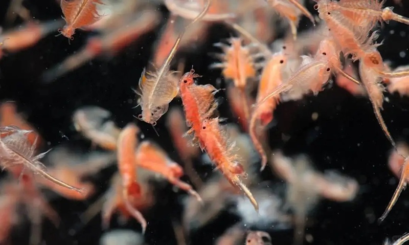 cach-nuoi-ca-betta-bot-4