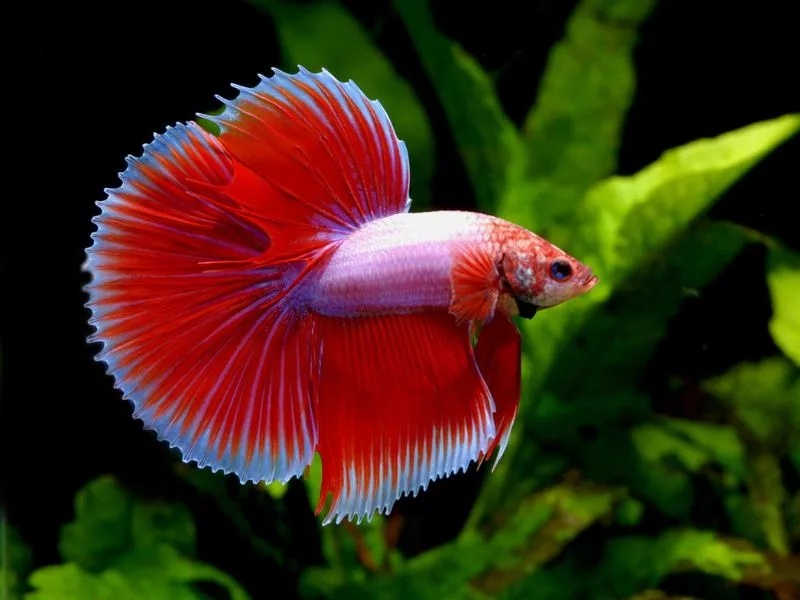 cach-nuoi-ca-betta-bot-5