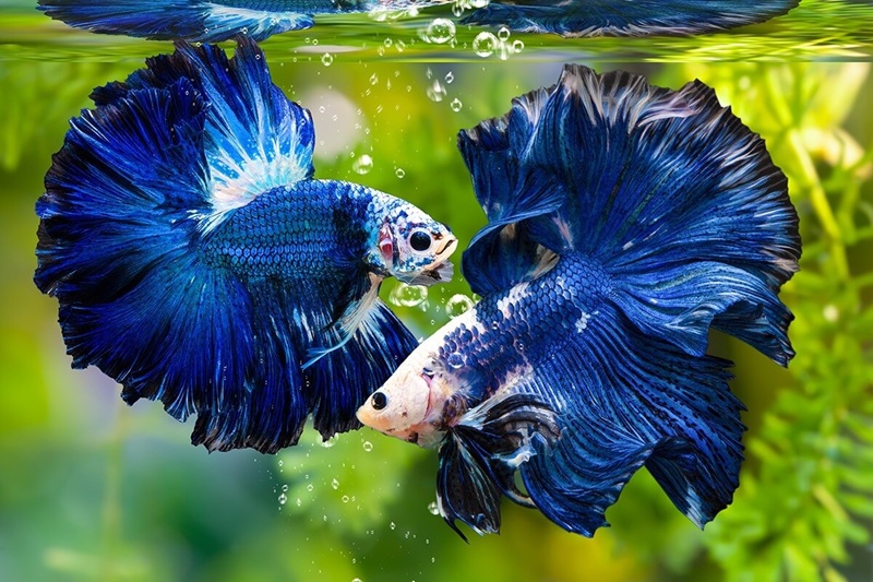 cach-nuoi-ca-betta-bot-6